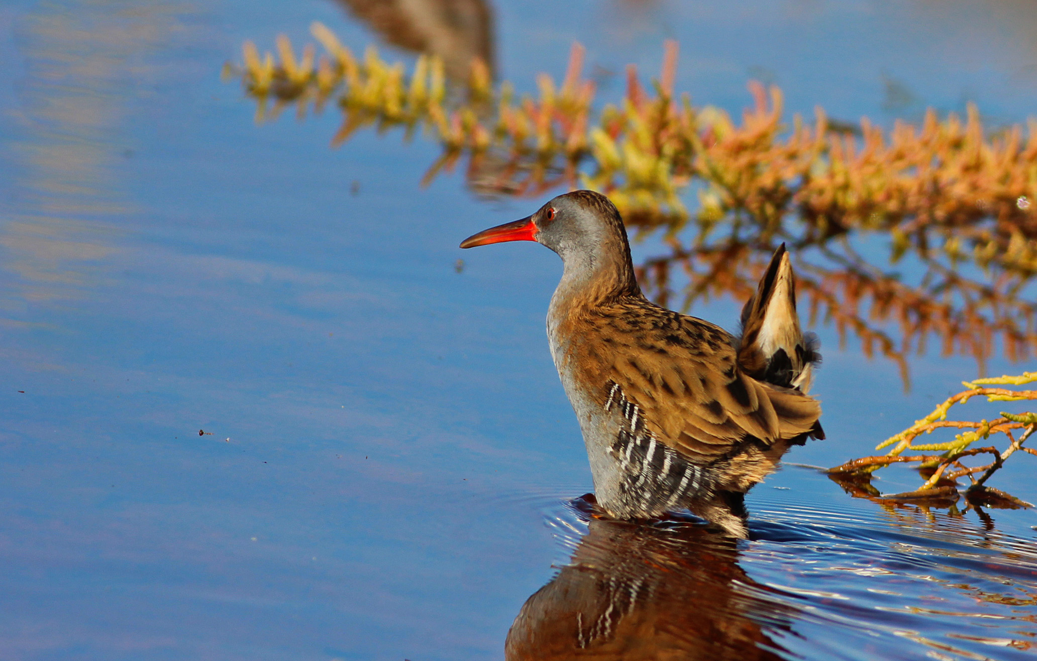Water Rail